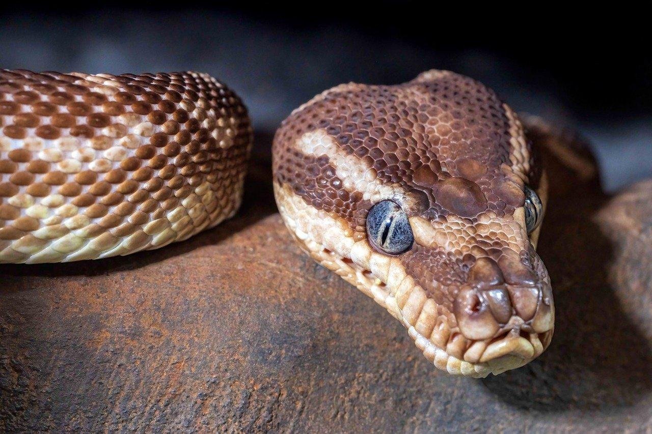 Scaling Up: How Businesses Can Efficiently Utilize Windows virtual Desktop for Workforce Management